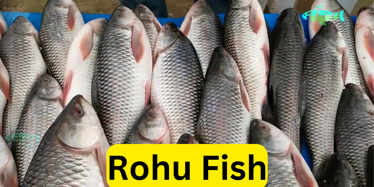 Rohu Fish