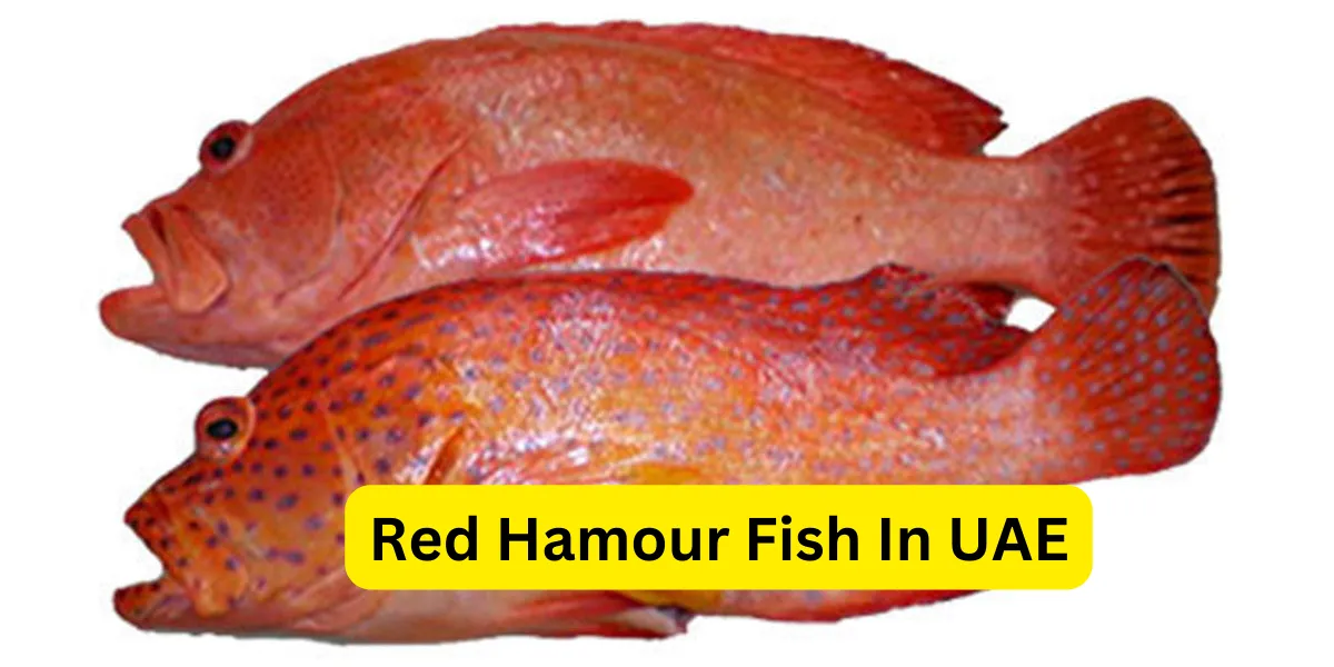 Red Hamour Fish In UAE