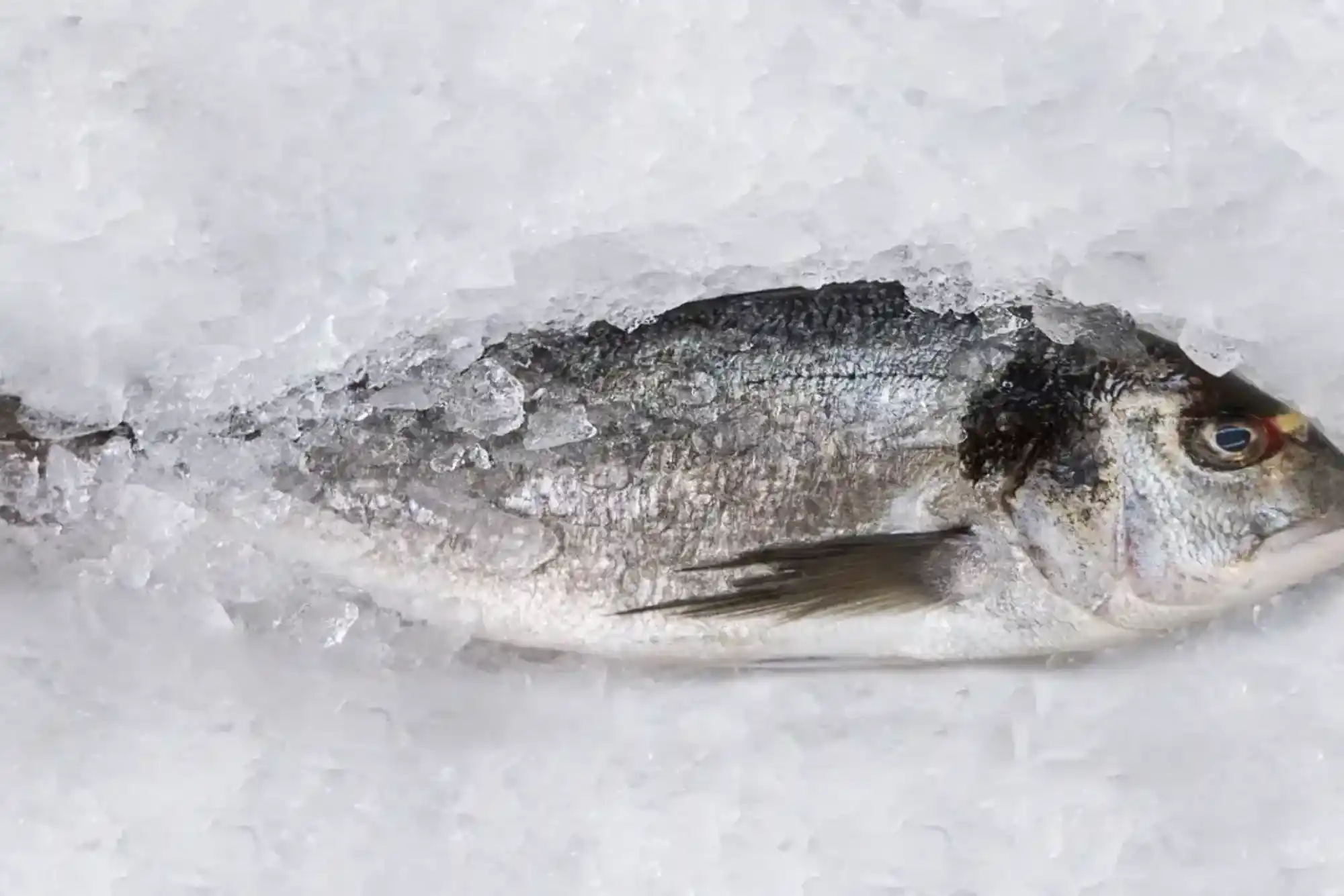 The Right Way to Freeze Rohu Fish for Long-Term Storage
