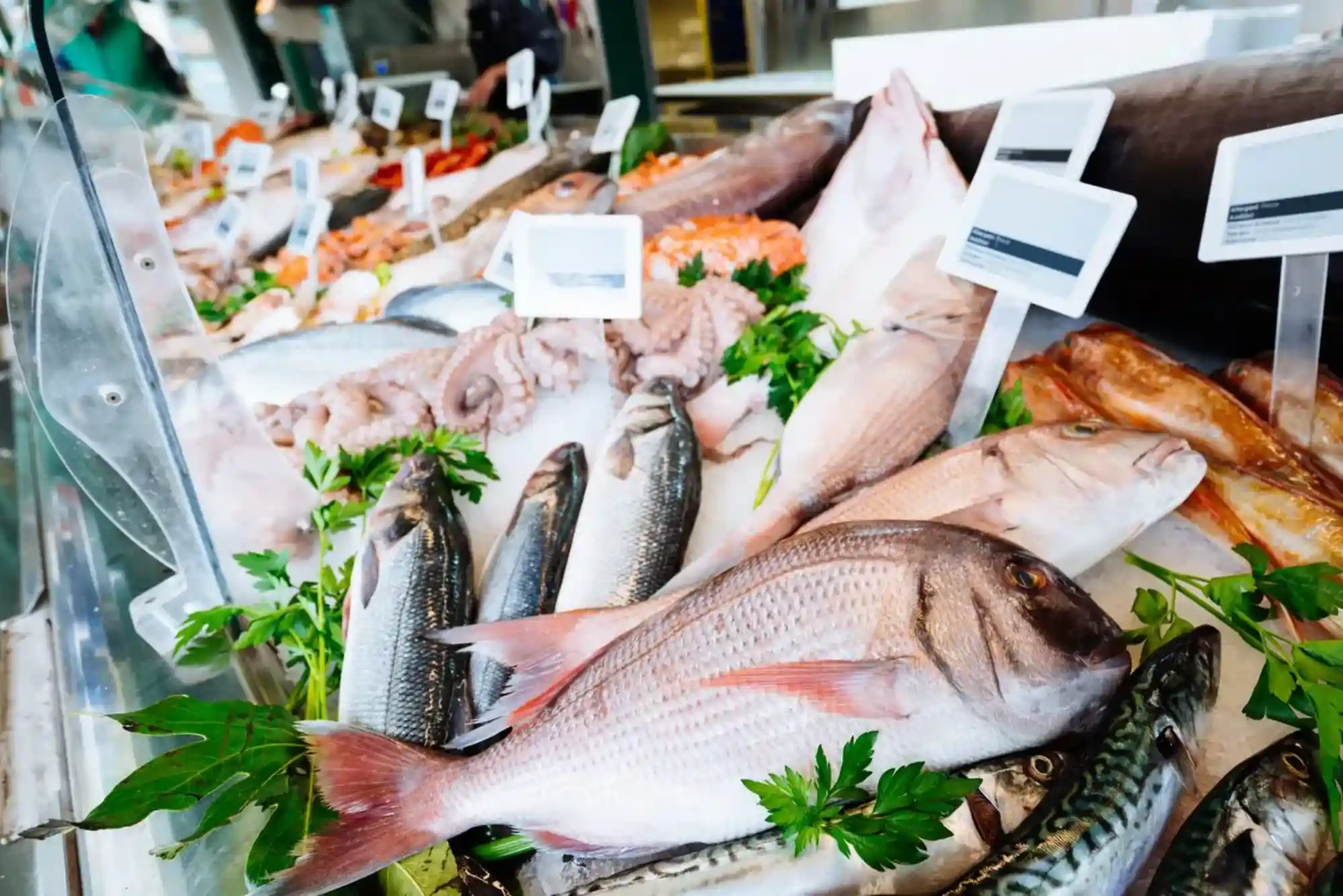 The Right Way to Store Sultan Fish in Dubai – Freshness Guaranteed