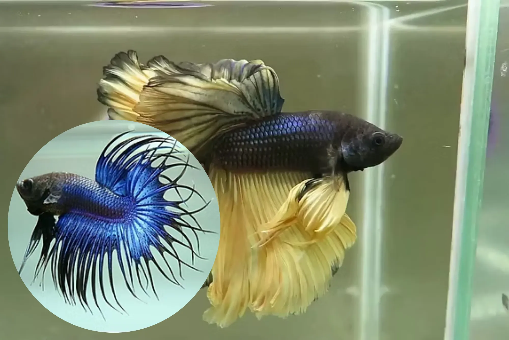 How to Choose the Best Betta Fish in Dubai for Special Events