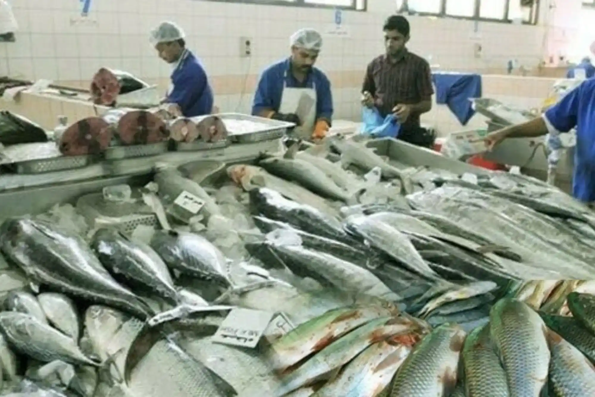 Seafood in Ajman Fish Market for Beginners: What to Know