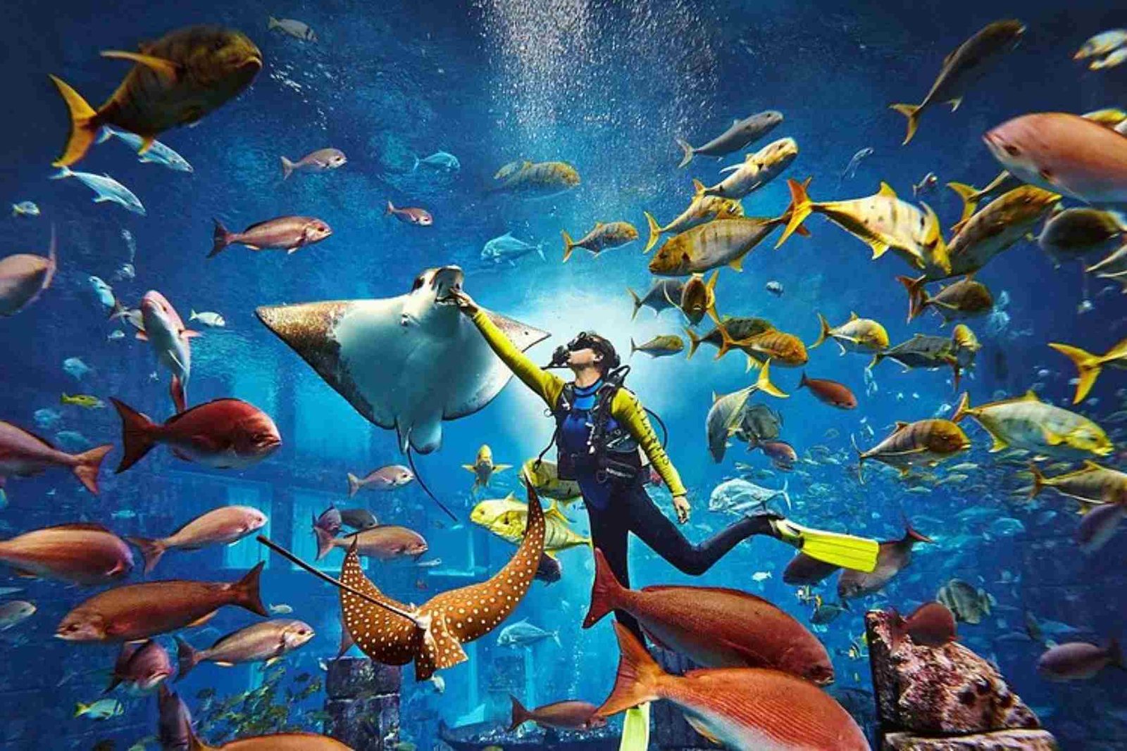 United Fish Dubai vs Betta Fish Dubai: How to Choose It