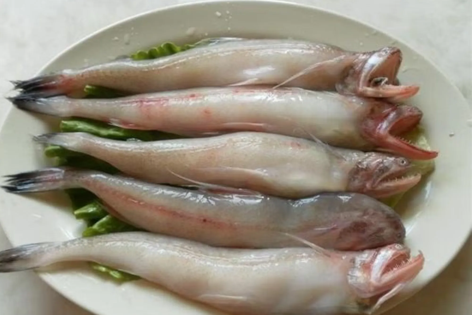 Where to Get Organic and Fresh Seafood in Bombay Duch Fish in Dubai